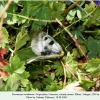parnassius nordmanni female2